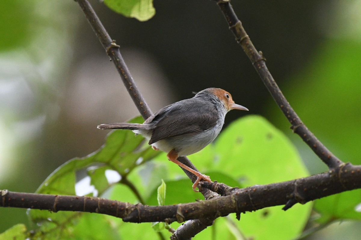 Ashy Tailorbird - ML638265950
