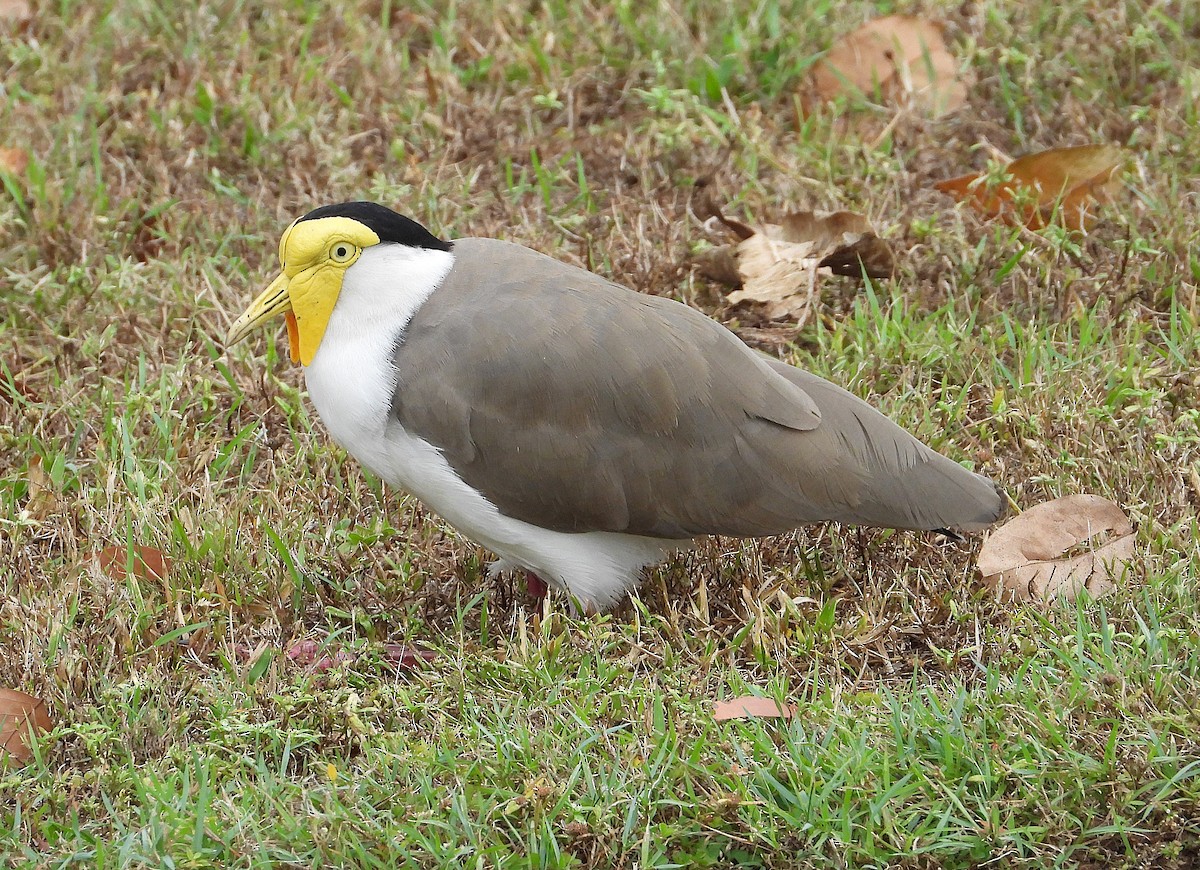 Masked Lapwing - ML638265956