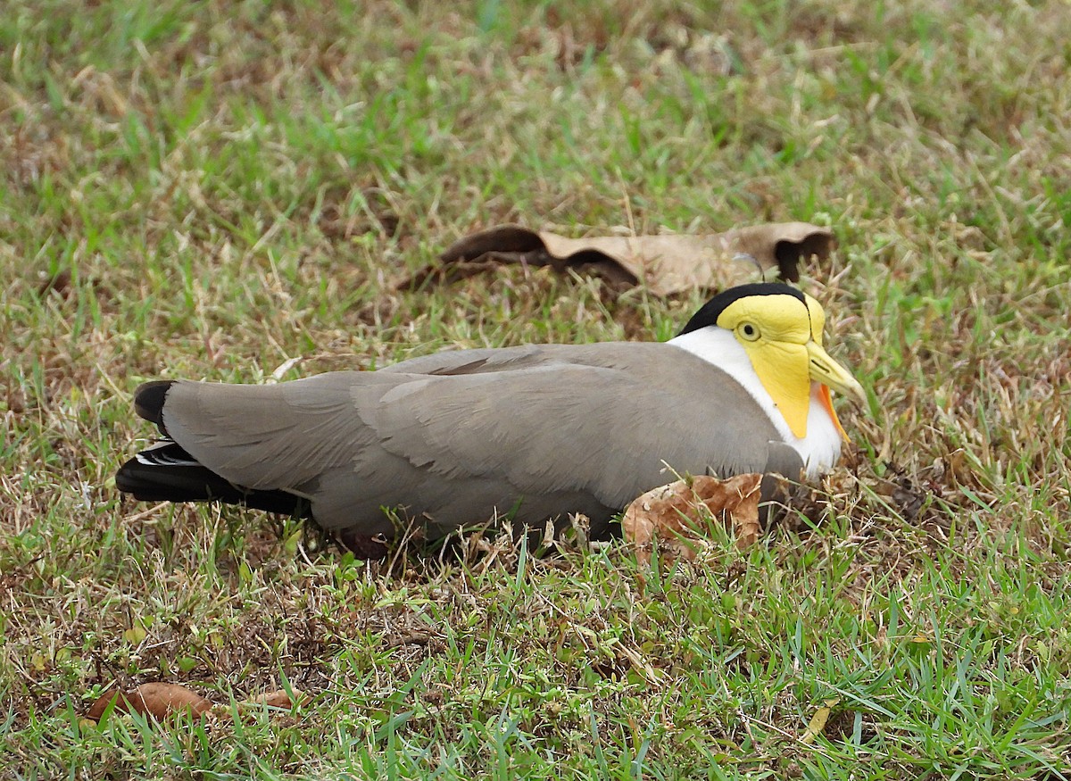 Masked Lapwing - ML638265958