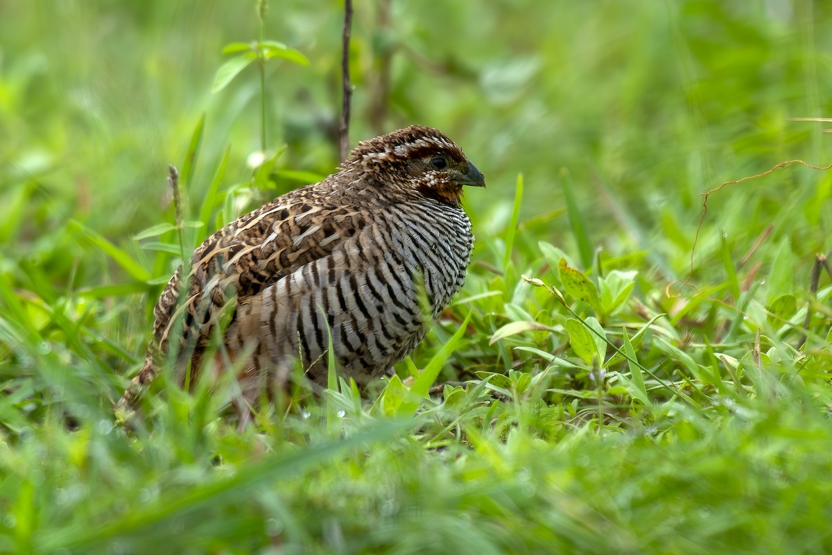 Jungle Bush-Quail - ML638265961