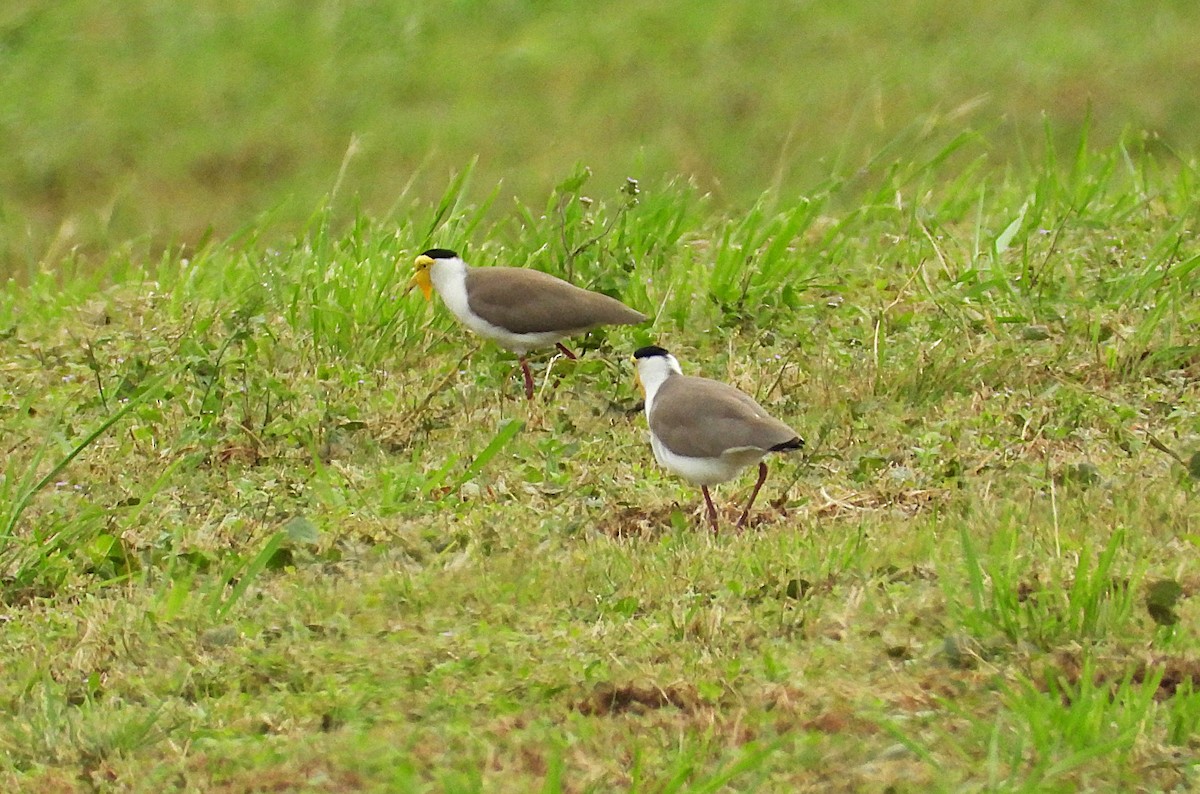 Masked Lapwing - ML638265962