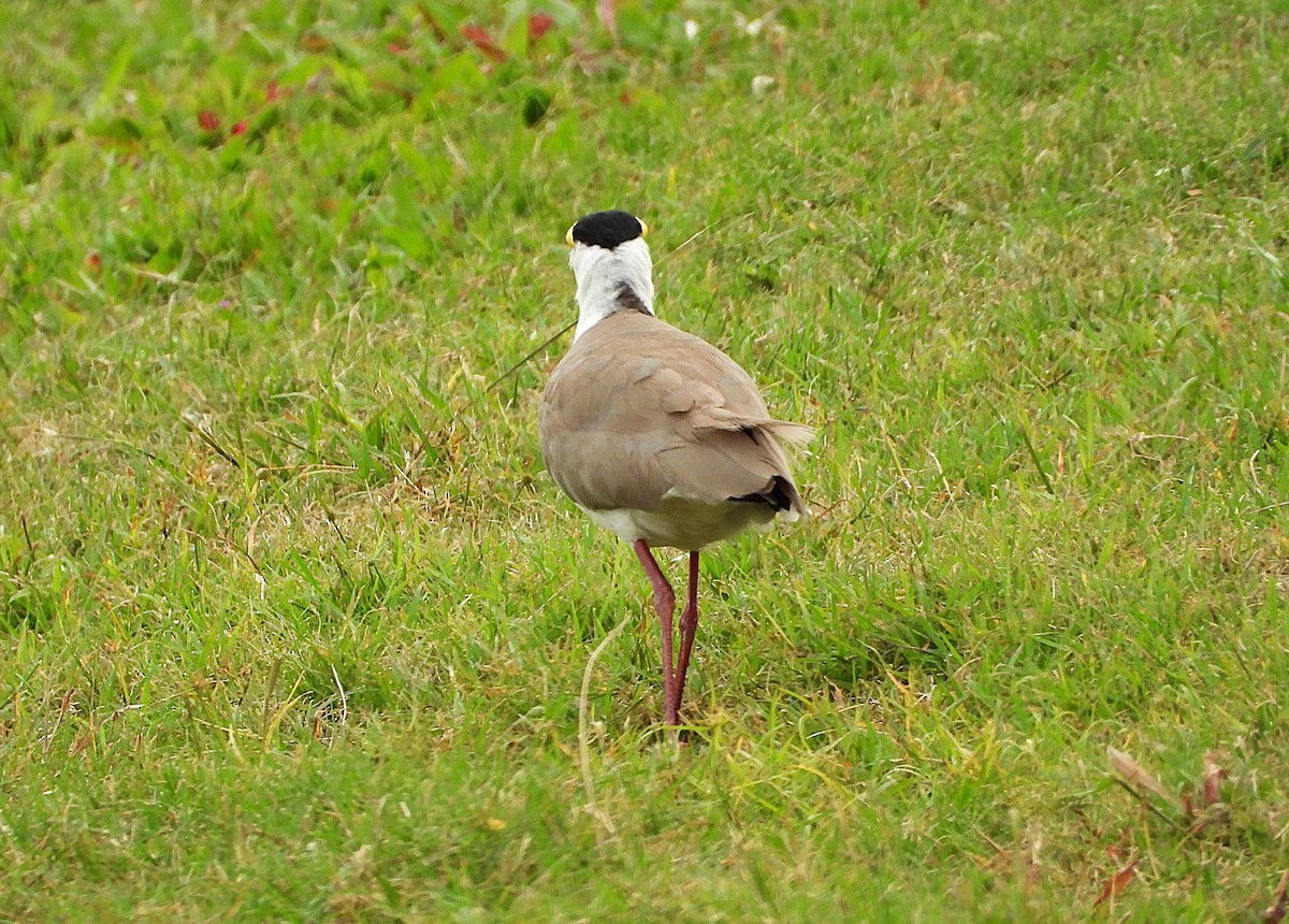 Masked Lapwing - ML638265968