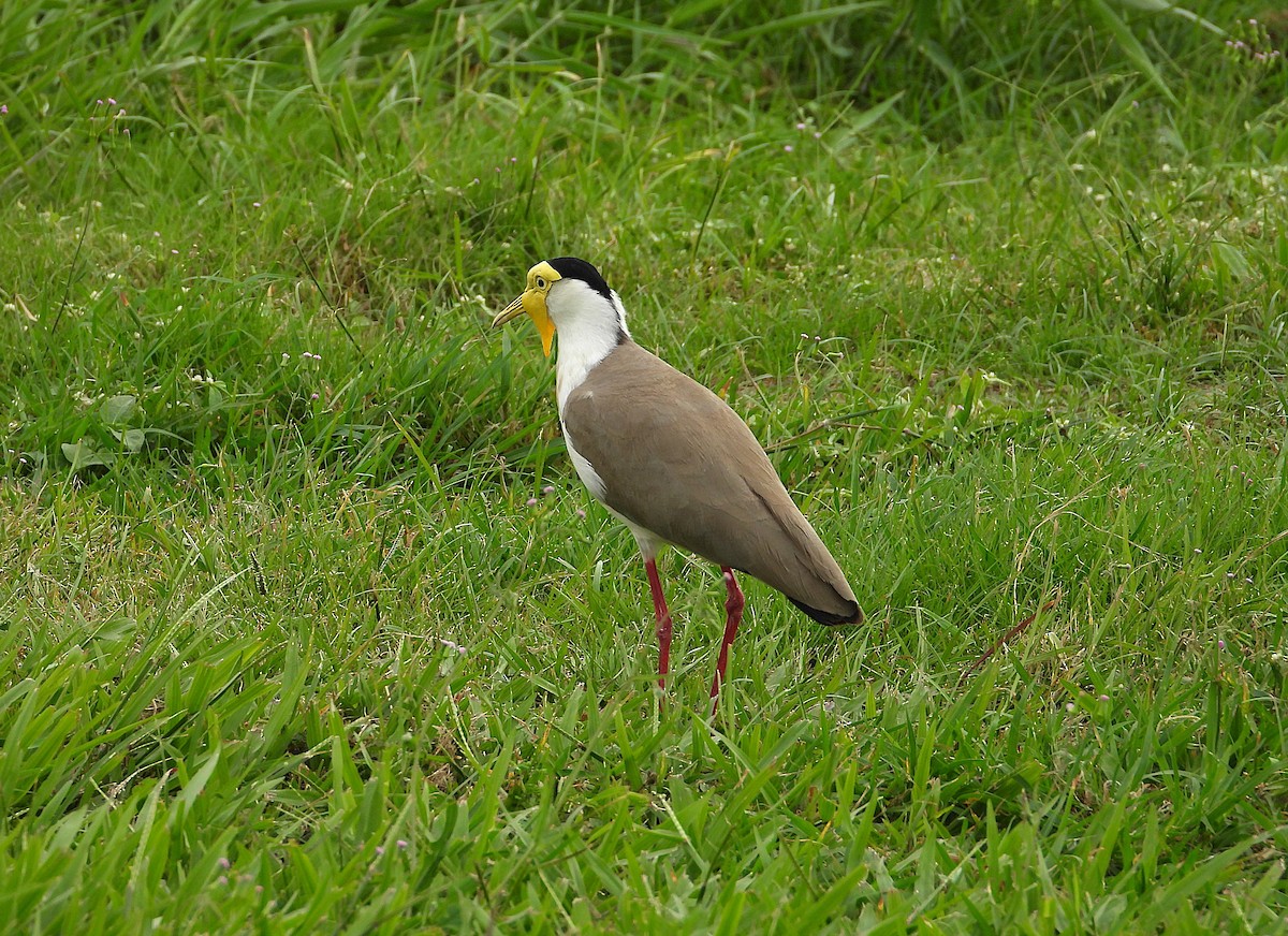 Masked Lapwing - ML638265972