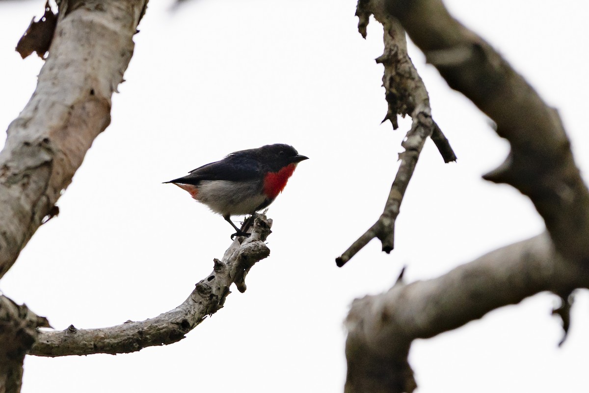 Mistletoebird - ML638265989