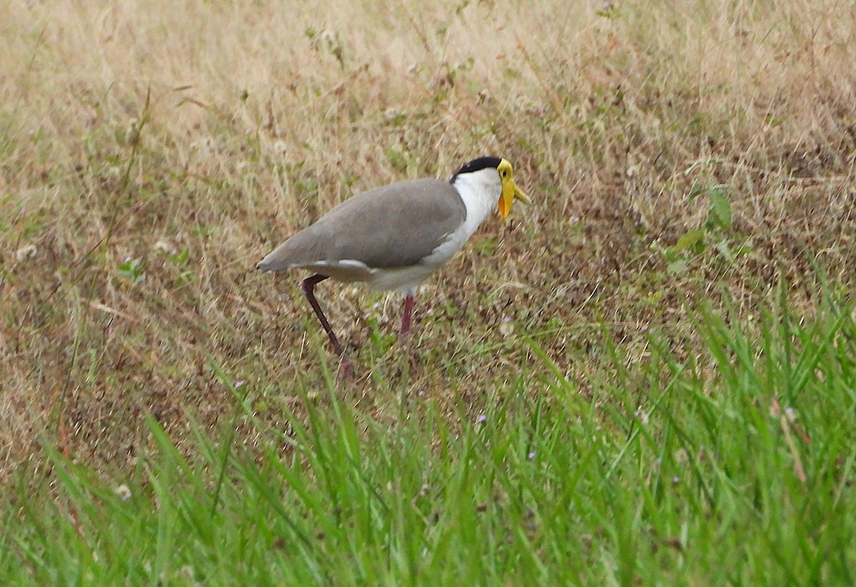 Masked Lapwing - ML638265990