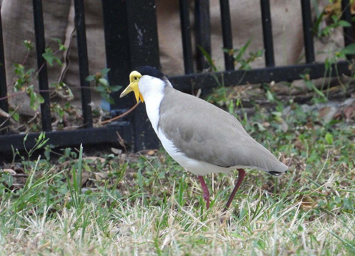 Masked Lapwing - ML638265993