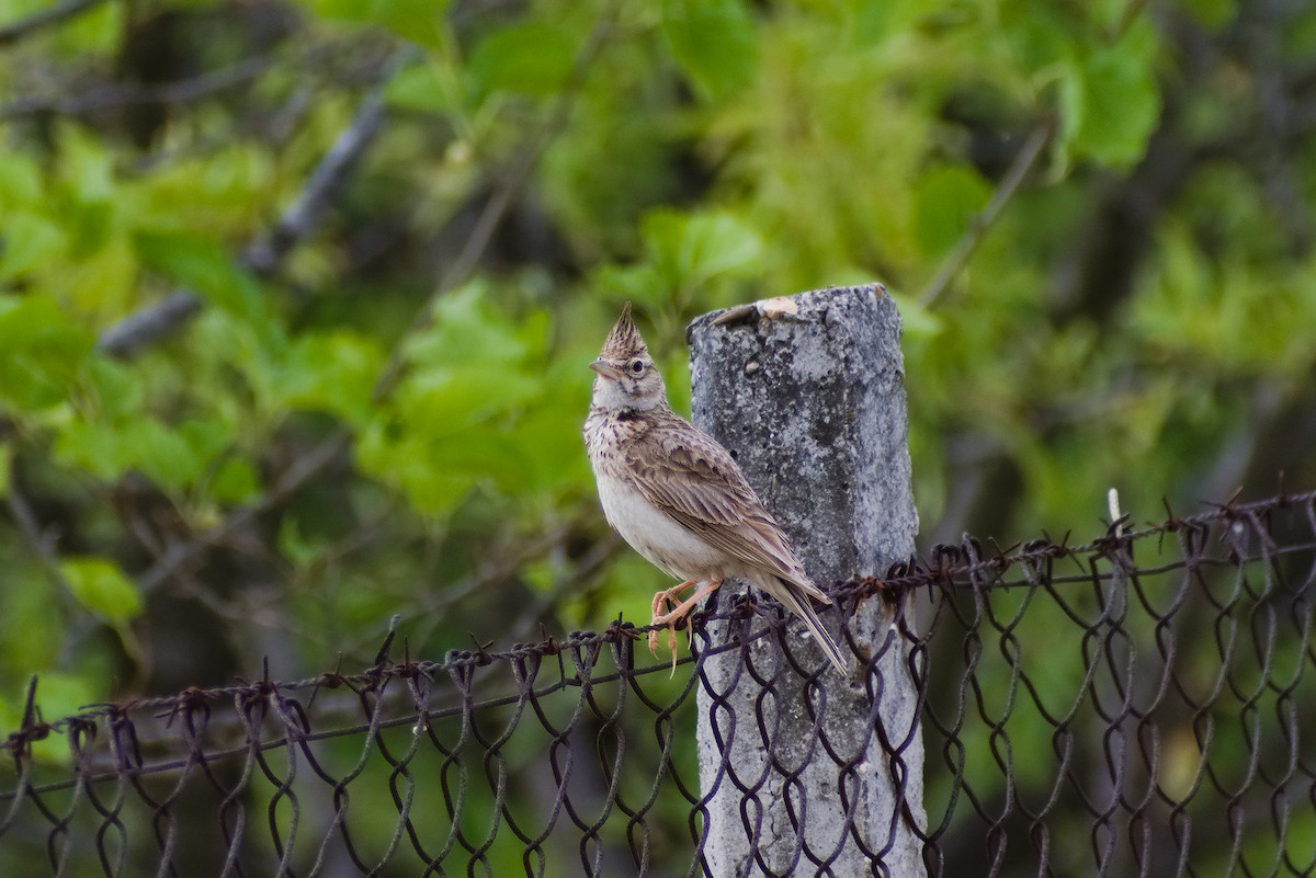 Crested Lark - ML638265994