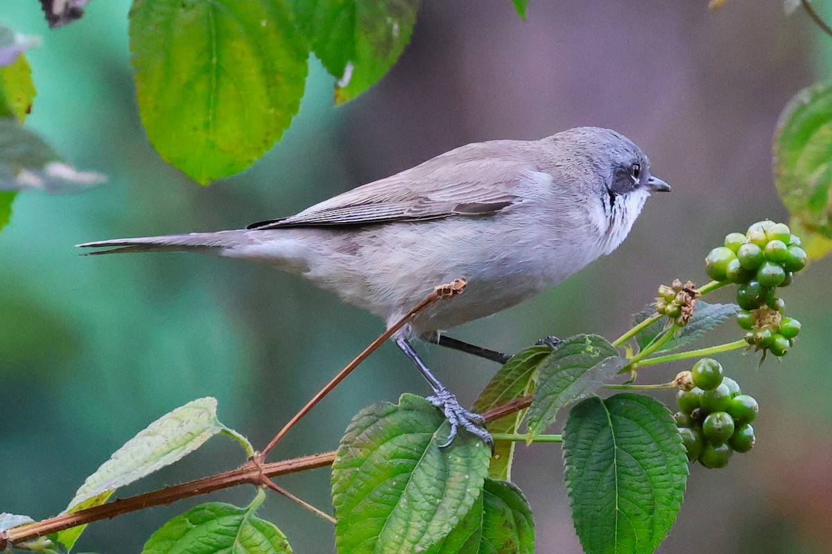 Lesser Whitethroat - ML638266013