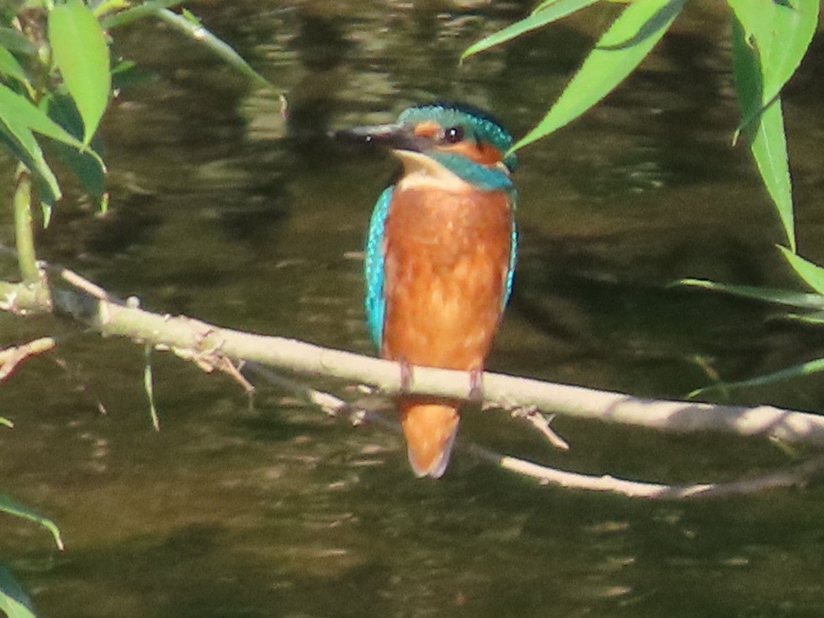 Common Kingfisher - ML638266014