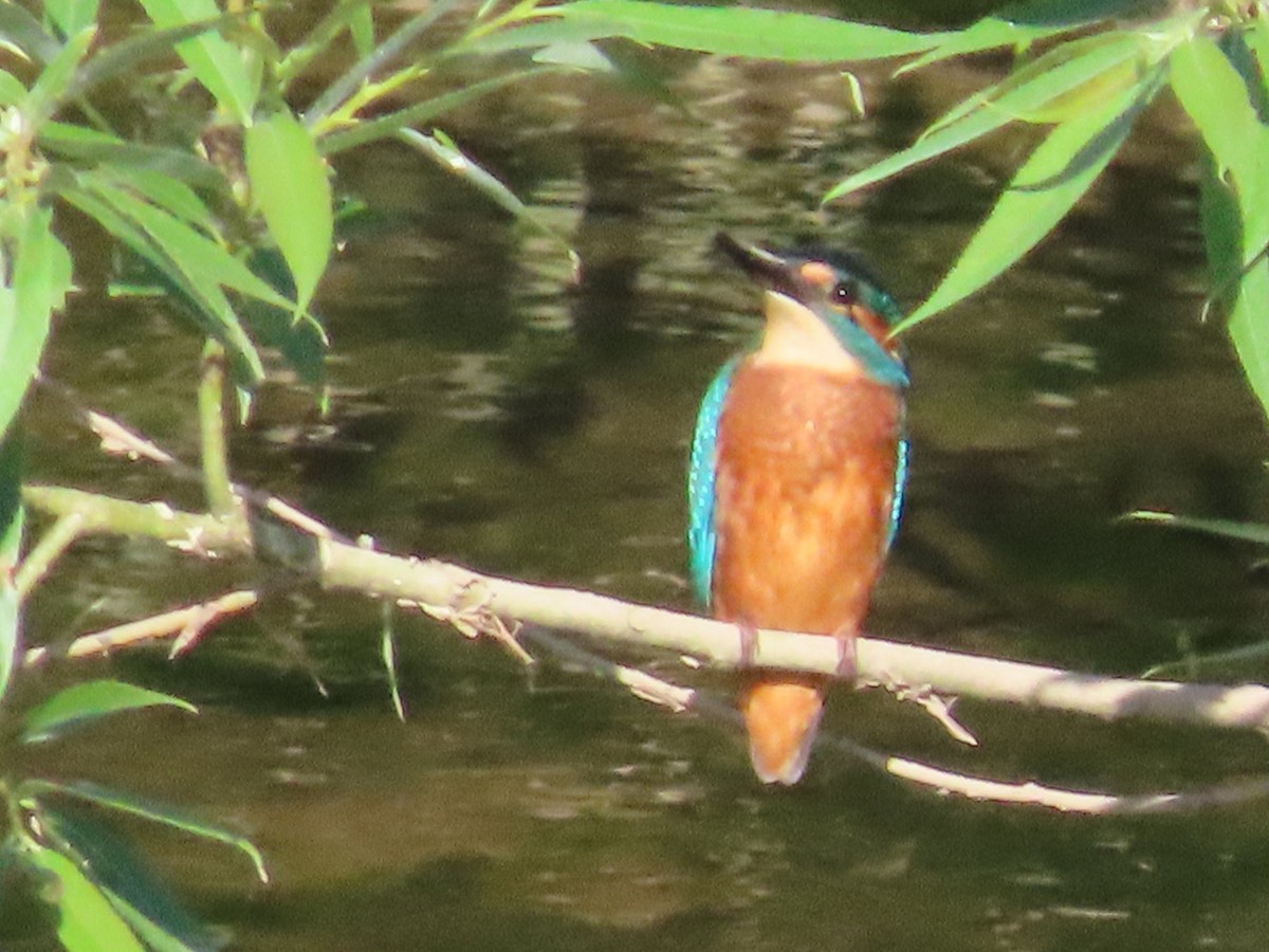 Common Kingfisher - ML638266015