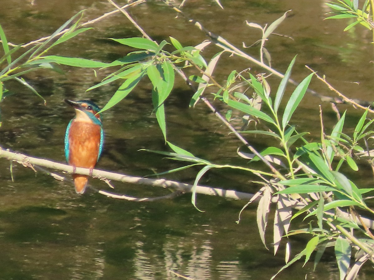Common Kingfisher - ML638266016