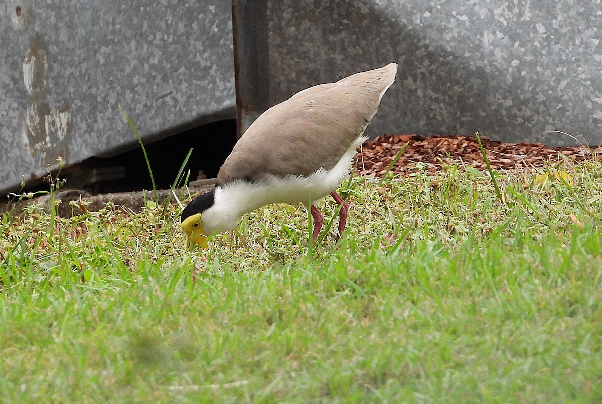 Masked Lapwing - ML638266024