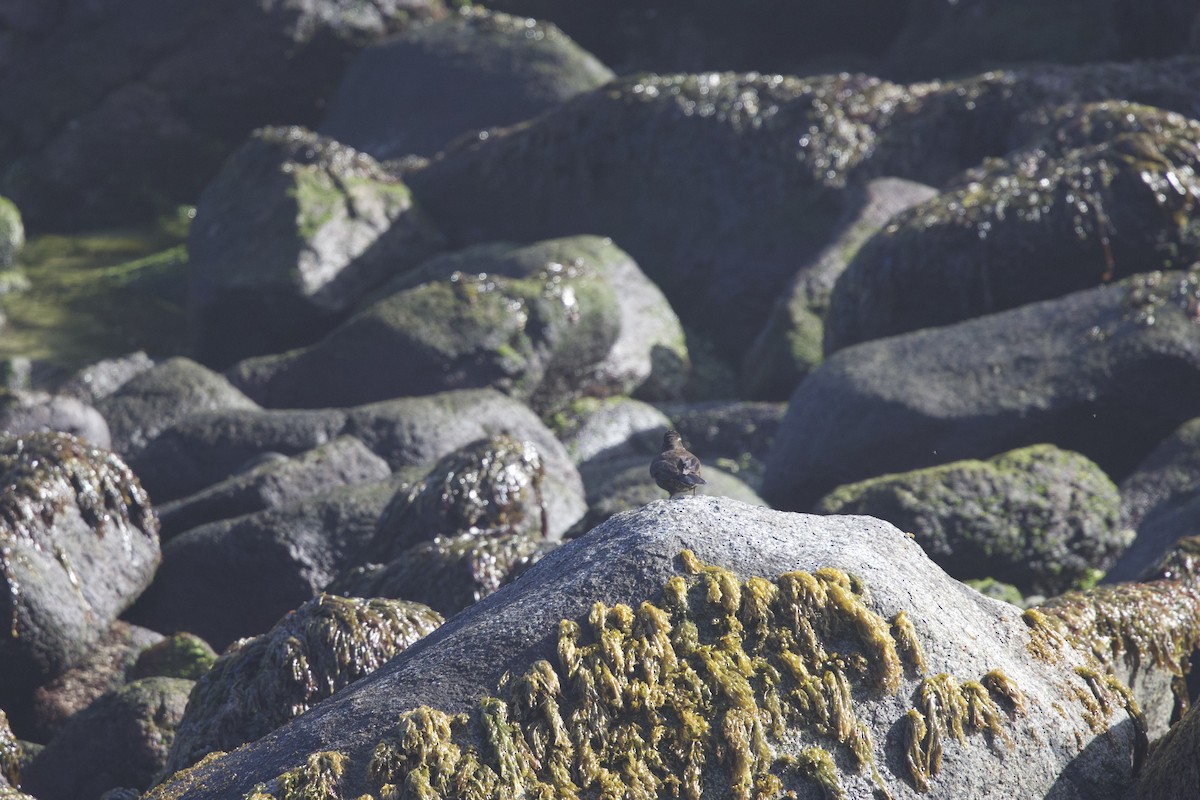 Seaside Cinclodes - ML638266034