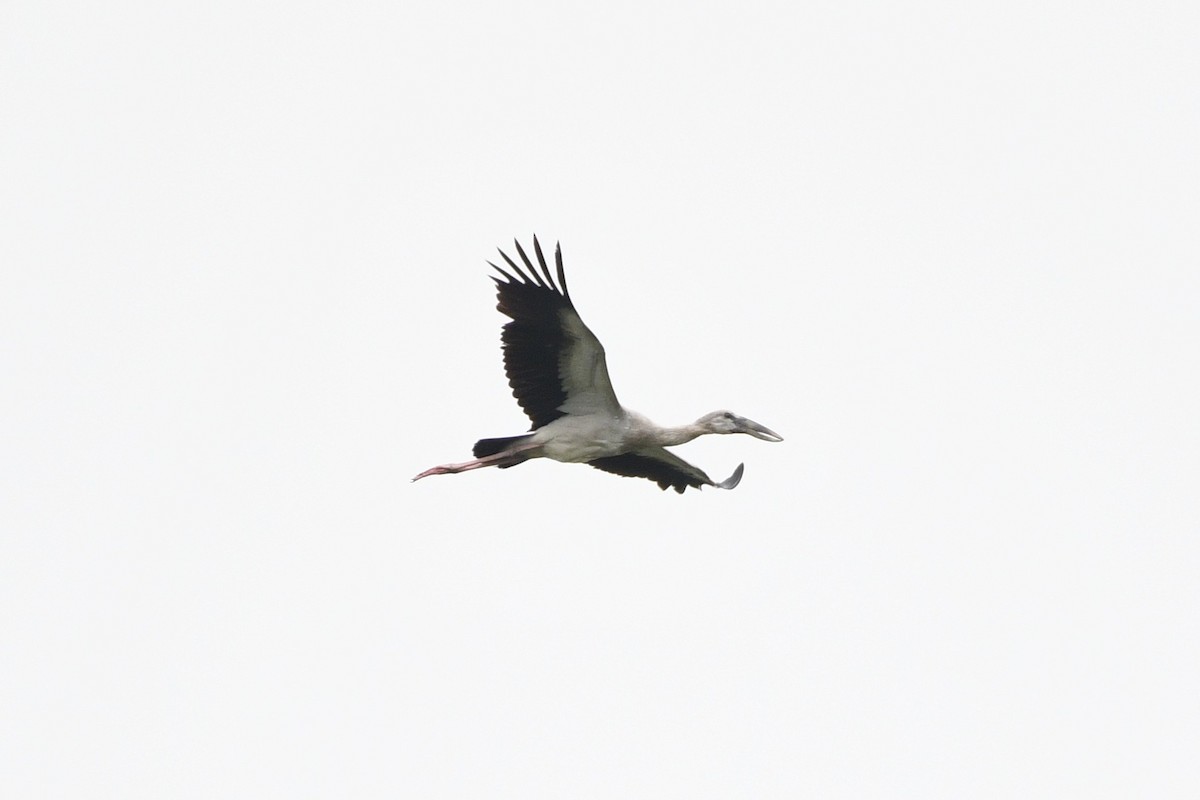 Asian Openbill - ML638266038