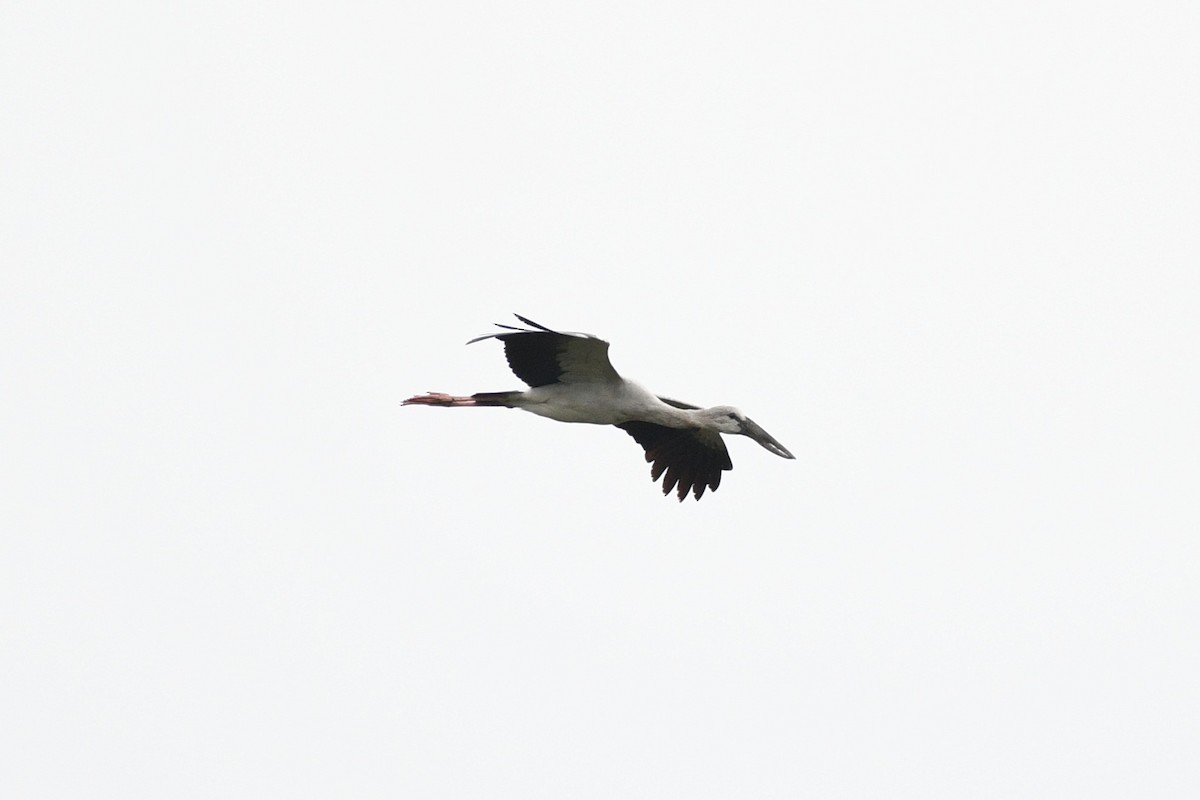 Asian Openbill - ML638266040