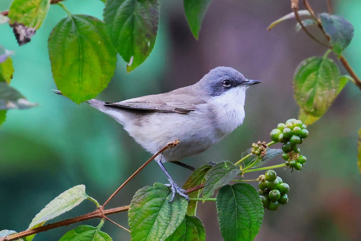 Lesser Whitethroat - ML638266042