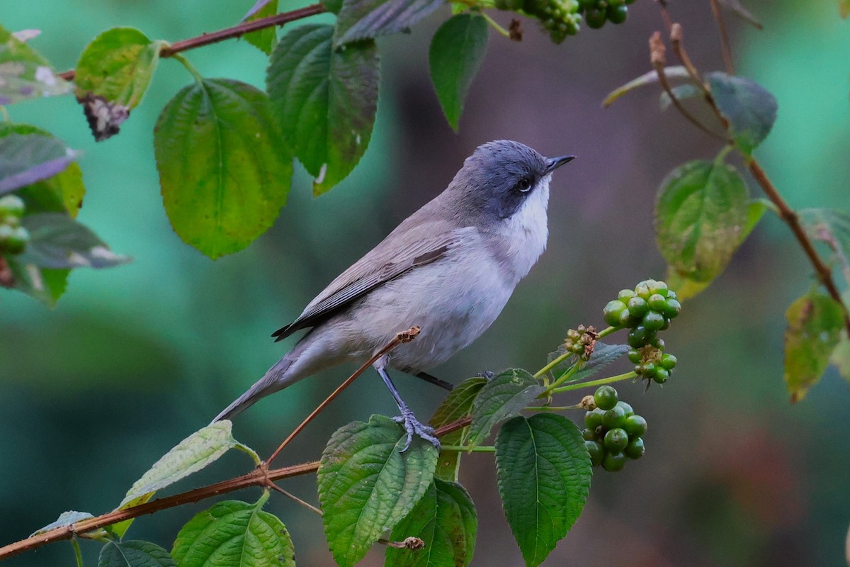 Lesser Whitethroat - ML638266043