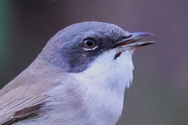 Lesser Whitethroat - ML638266063