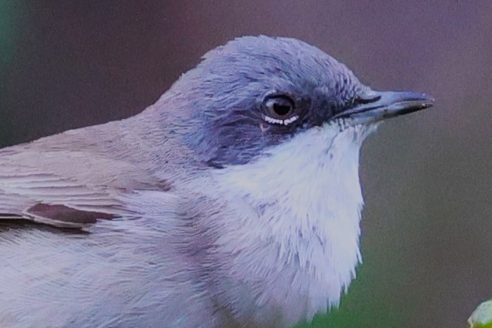 Lesser Whitethroat - ML638266064