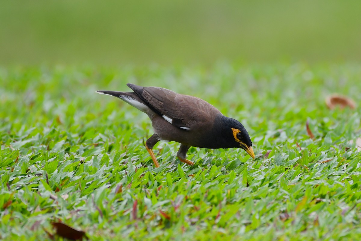 Common Myna - ML638266068