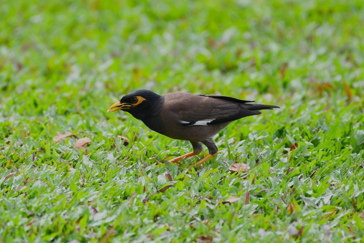 Common Myna - ML638266070