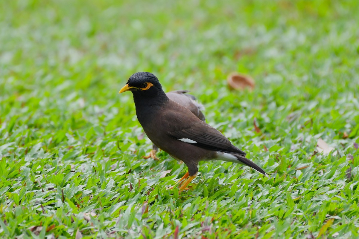 Common Myna - ML638266071