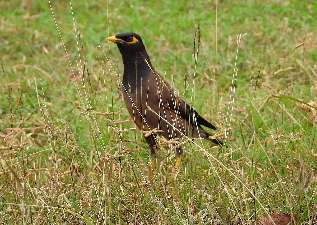 Common Myna - ML638266073