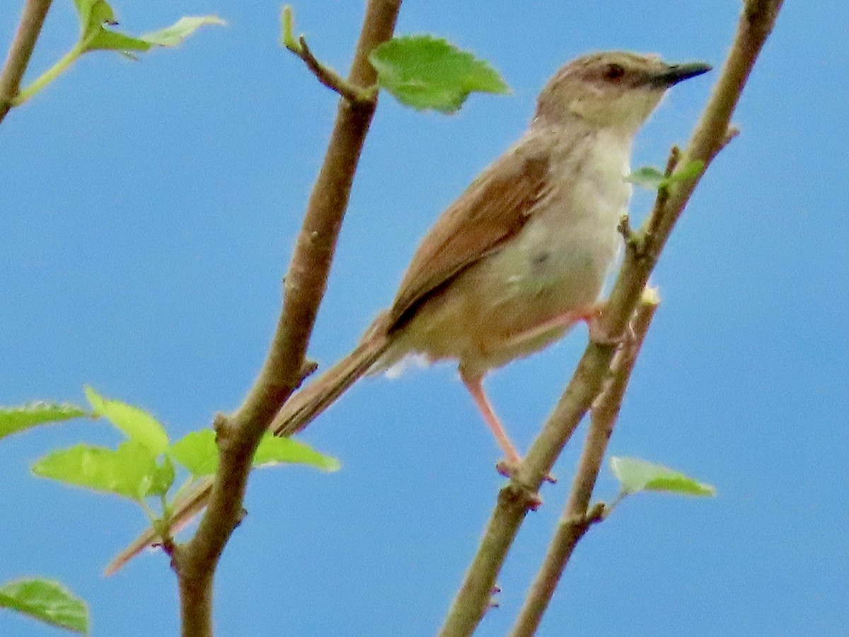 Striped Prinia - ML638266075