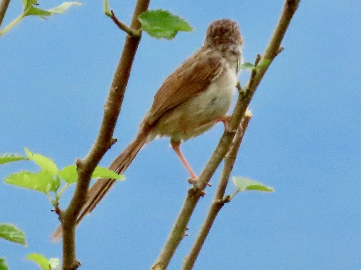 Striped Prinia - ML638266076