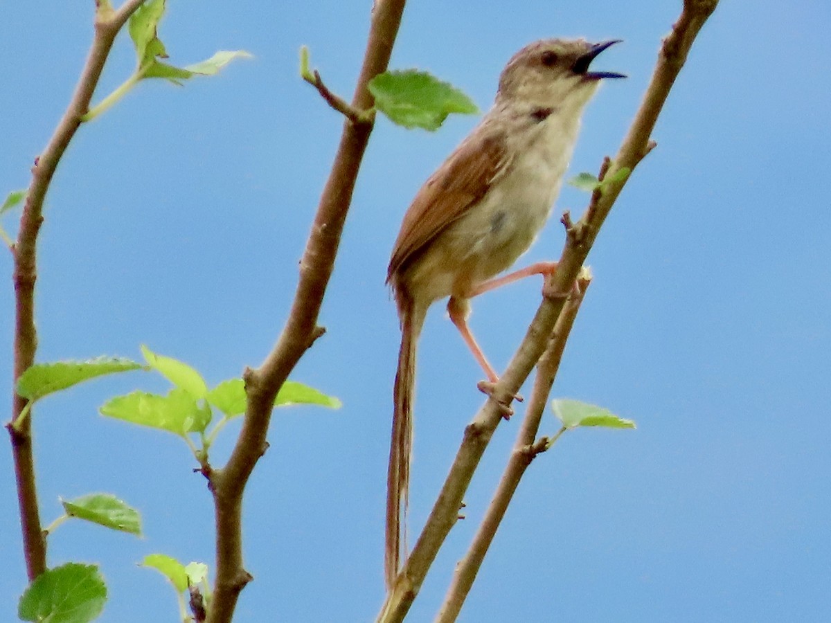 Striped Prinia - ML638266077
