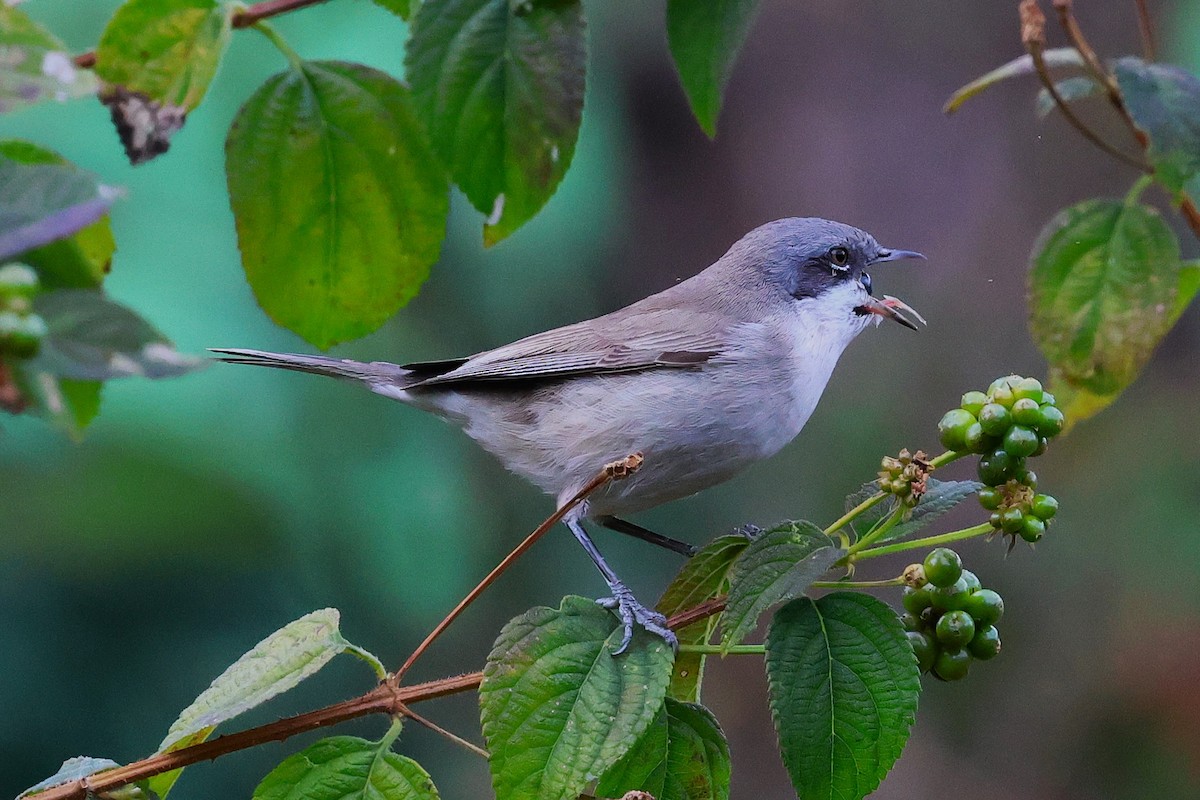 Lesser Whitethroat - ML638266078