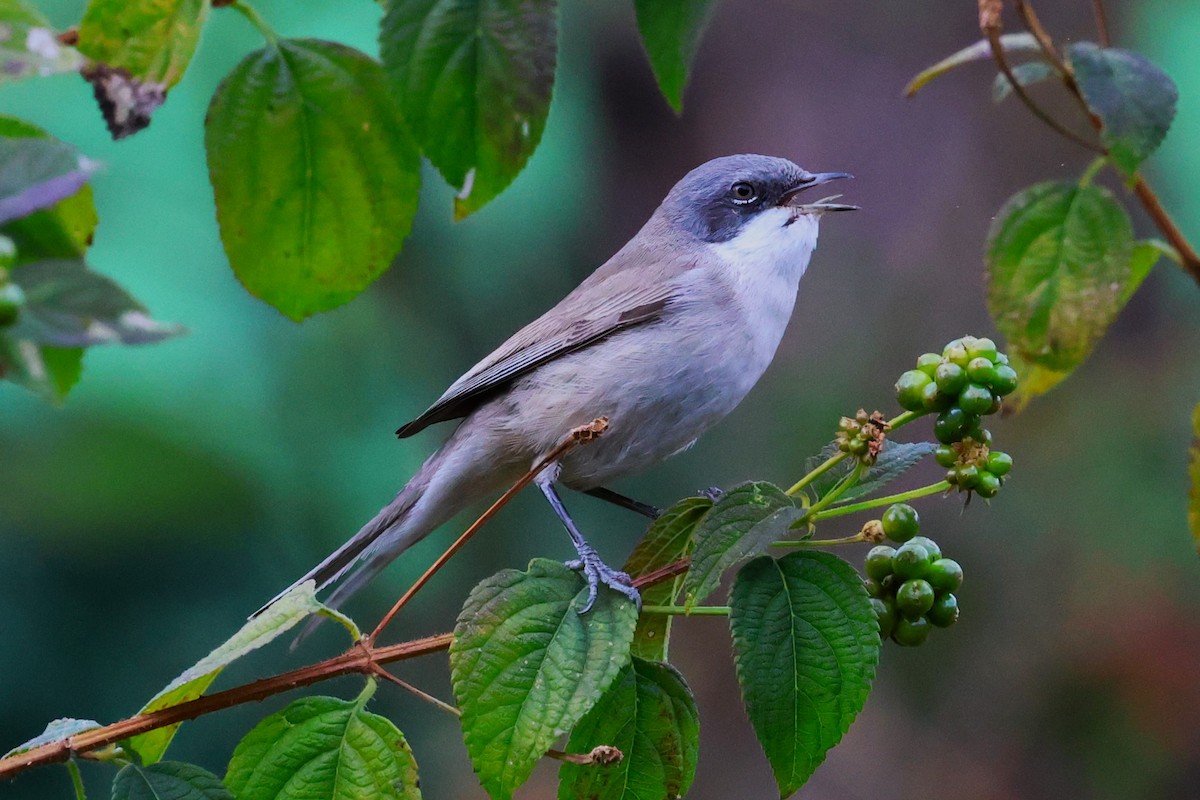 Lesser Whitethroat - ML638266079