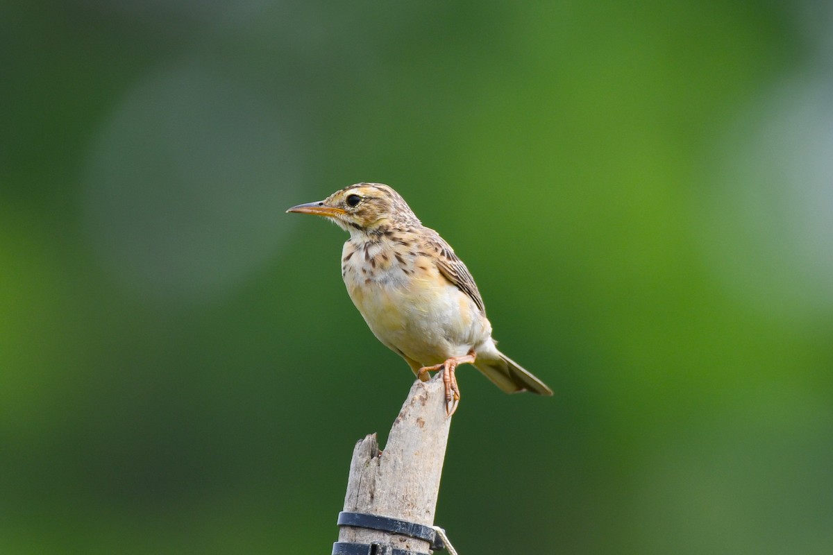 Paddyfield Pipit - ML638266080