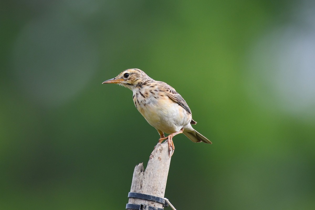 Paddyfield Pipit - ML638266081