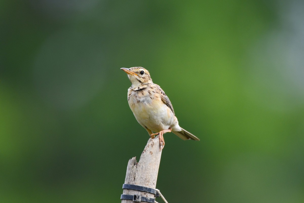 Paddyfield Pipit - ML638266085