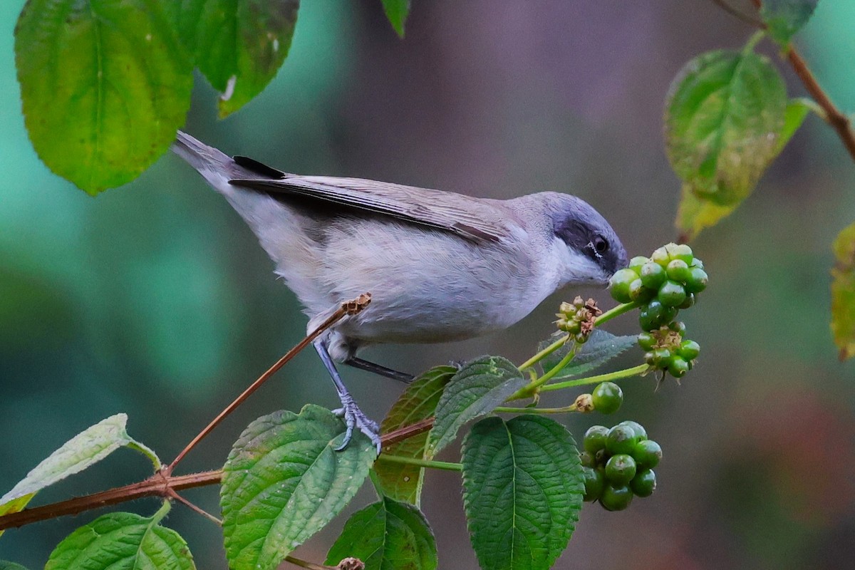 Lesser Whitethroat - ML638266087