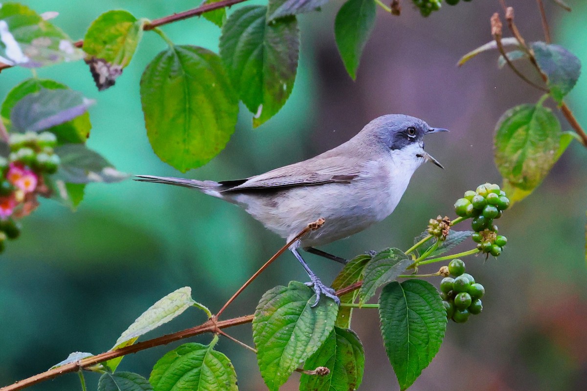 Lesser Whitethroat - ML638266088