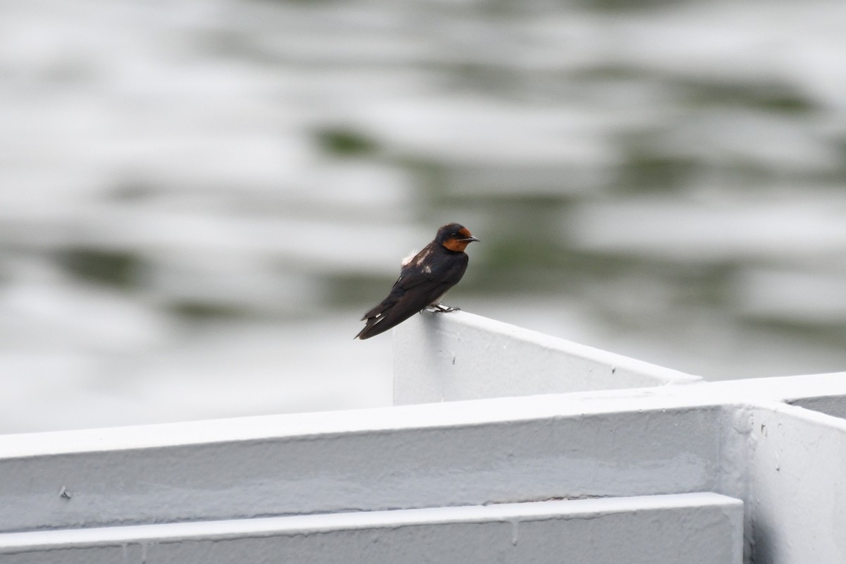 Pacific Swallow - ML638266091