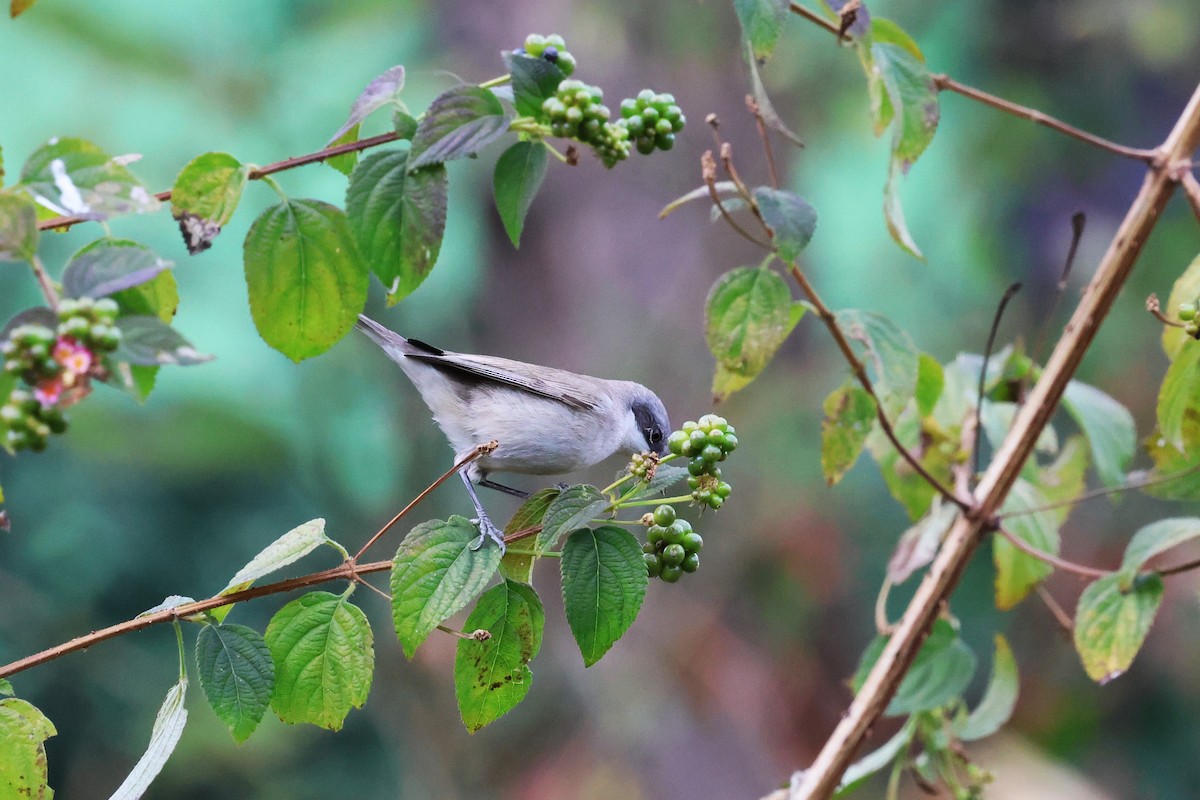 Lesser Whitethroat - ML638266093