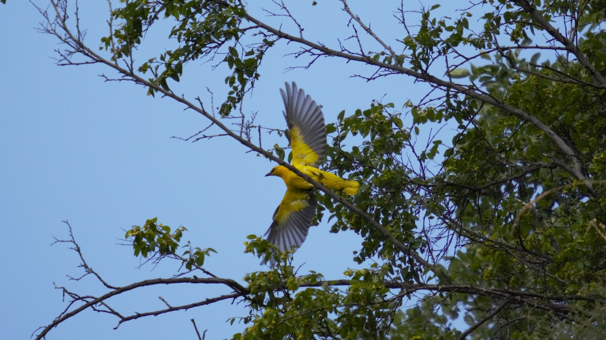 Eurasian Golden Oriole - ML638266095