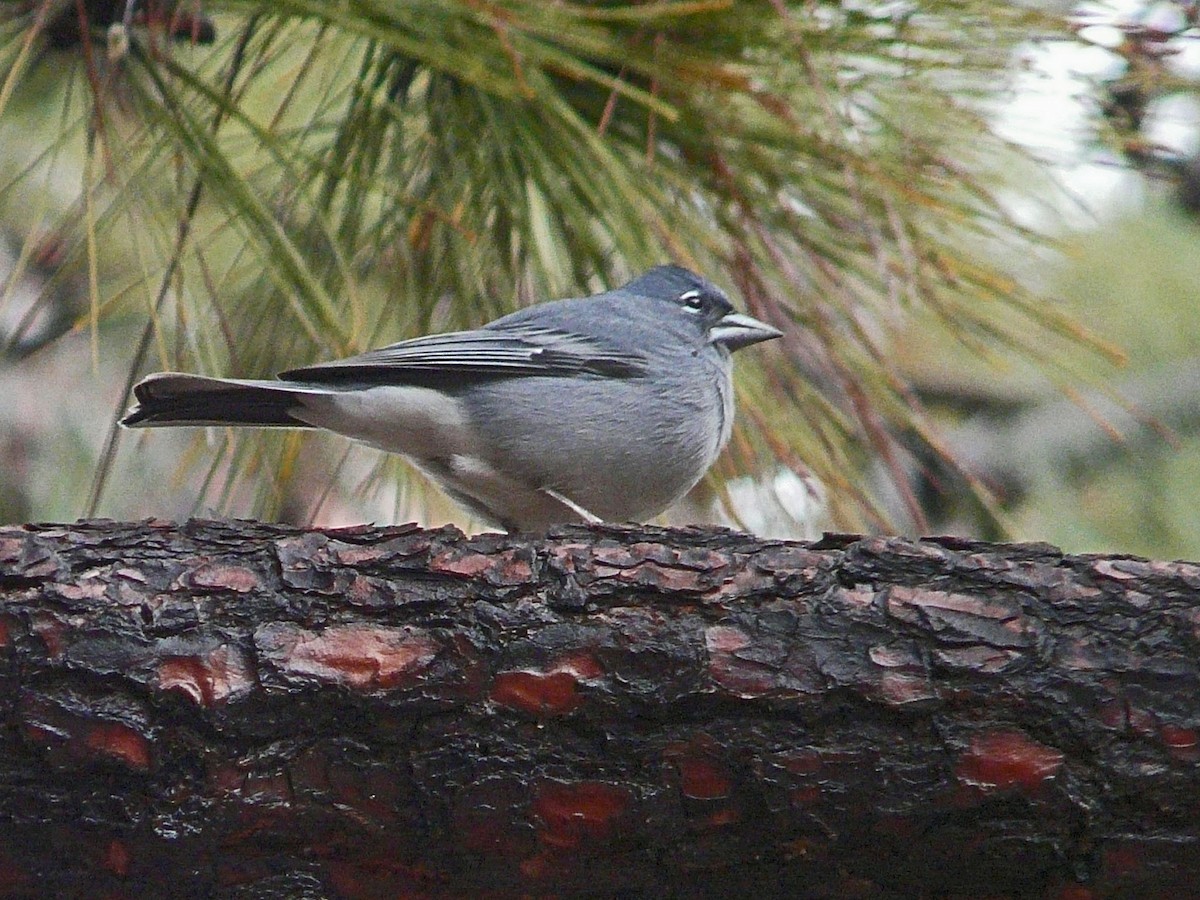 Pinzón Azul de Tenerife - ML638266096