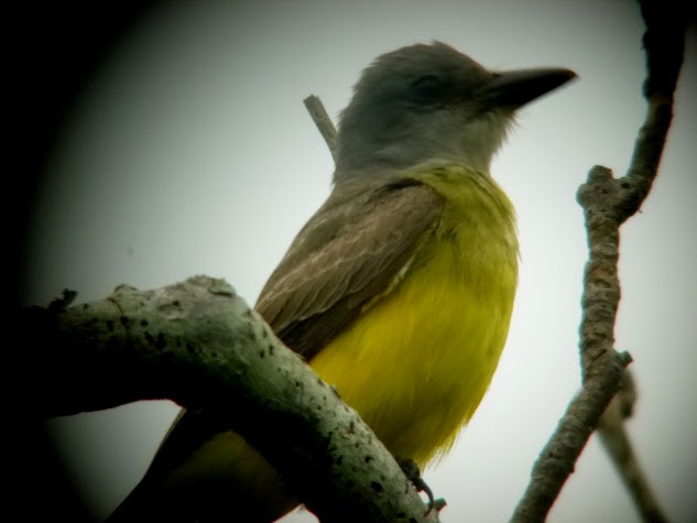 Tropical/Couch's Kingbird - ML63826611