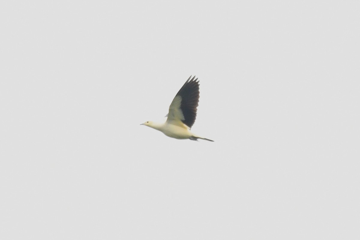 Pied Imperial-Pigeon - ML638266110