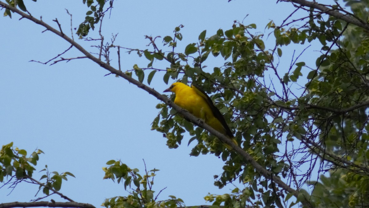 Eurasian Golden Oriole - ML638266112