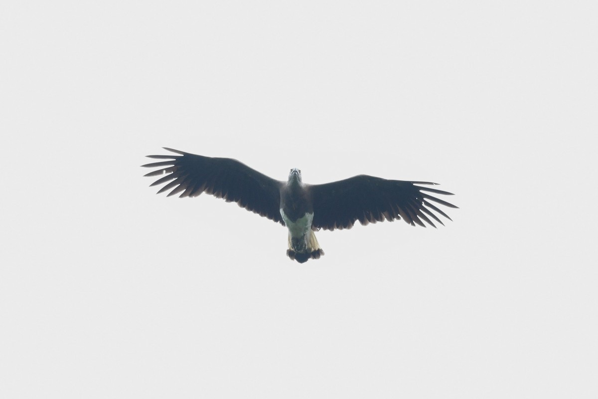 Gray-headed Fish-Eagle - ML638266113