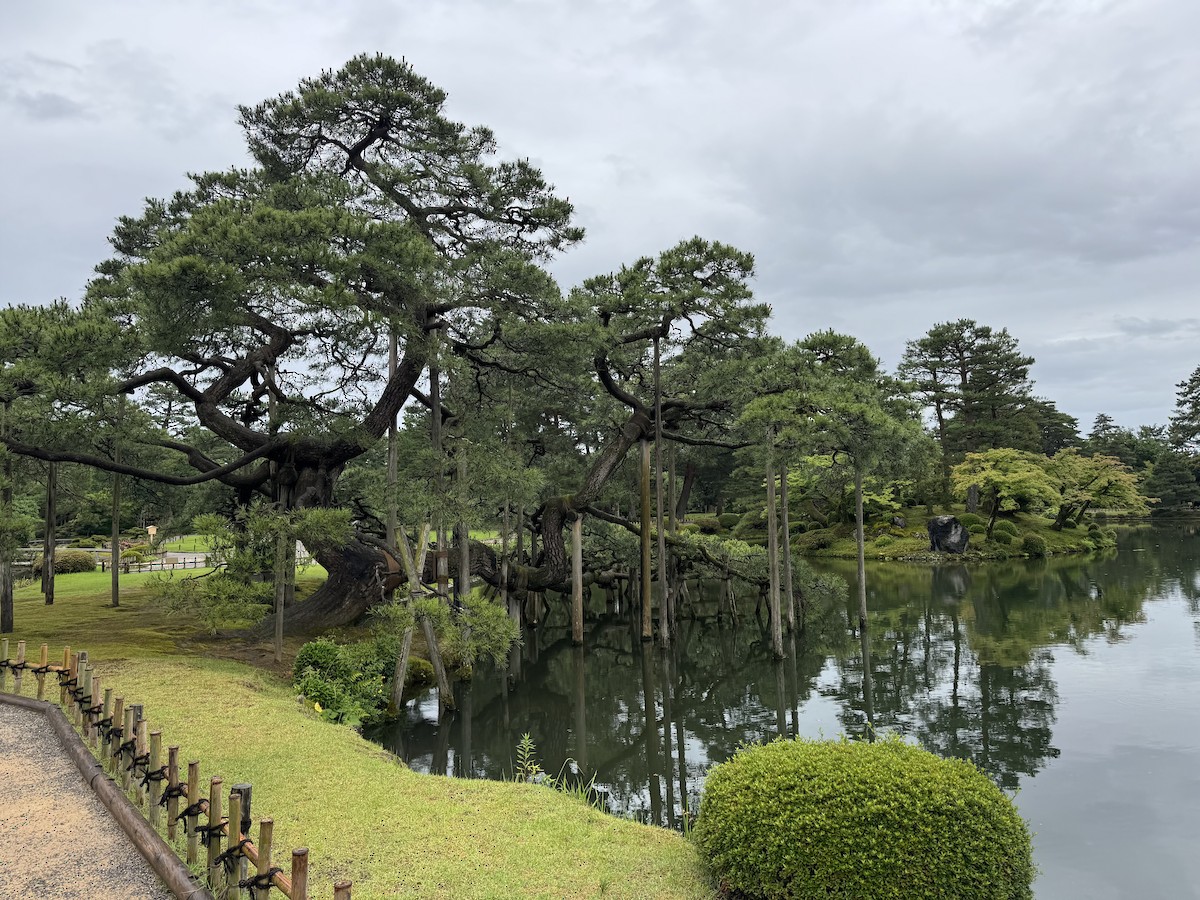 紅頭潛鴨 - ML638266133