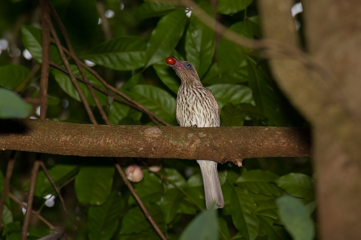 Australasian Figbird - ML638266138