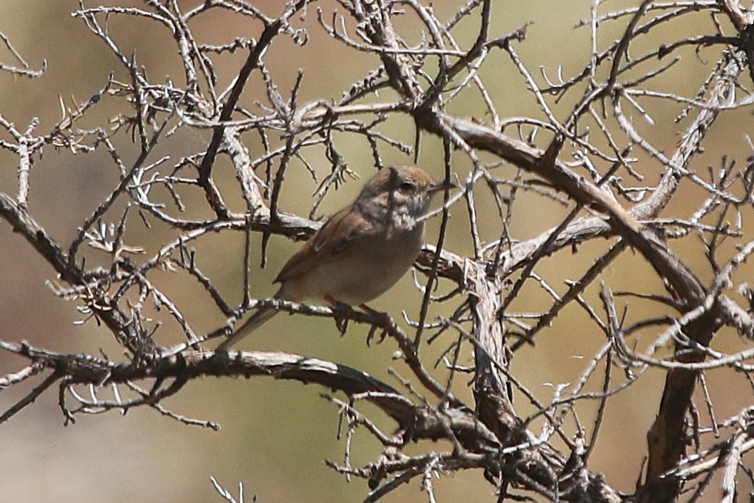 Spectacled Warbler - ML638266144