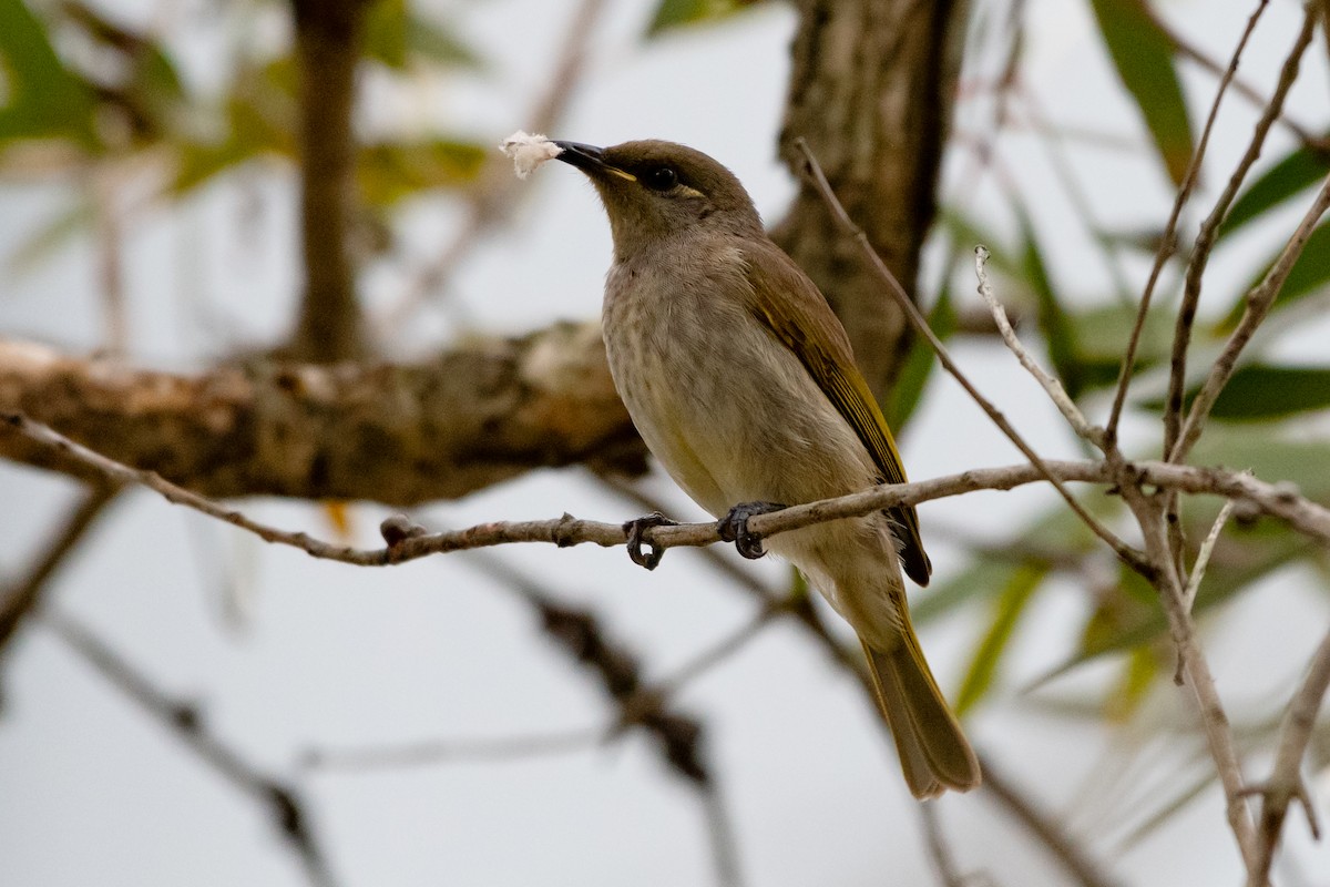 Brown Honeyeater - ML638266145