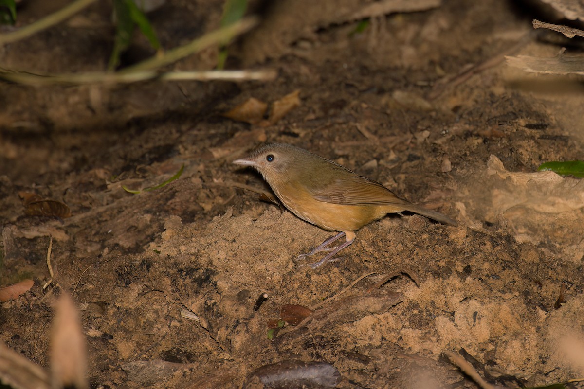 Rufous Shrikethrush - ML638266162